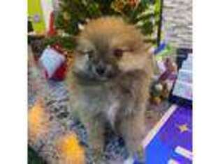 Pomeranian Puppy for sale in Brandon, FL, USA