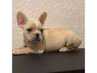 French Bulldog Puppy for sale in Poplar Bluff, MO, USA