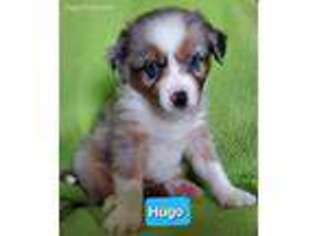 Miniature Australian Shepherd Puppy for sale in Hillsboro, OR, USA