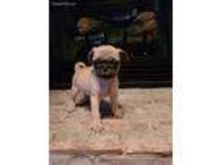 Pug Puppy for sale in Meadowview, VA, USA