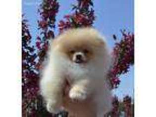 Pomeranian Puppy for sale in Littleton, CO, USA