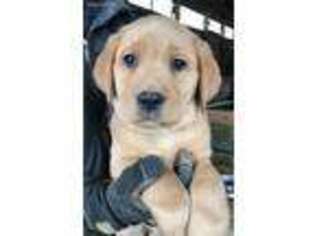 Labrador Retriever Puppy for sale in Eighty Four, PA, USA