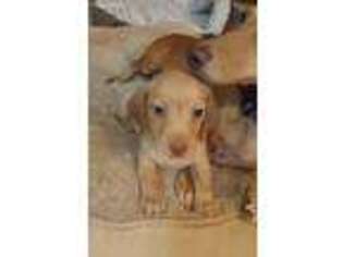 Dachshund Puppy for sale in Battle Creek, MI, USA