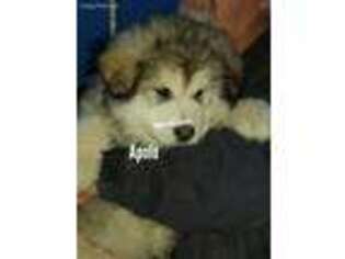 Alaskan Malamute Puppy for sale in Plymouth, IL, USA