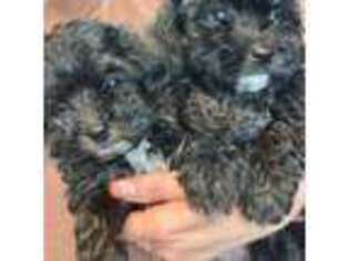 Mutt Puppy for sale in Newman Lake, WA, USA