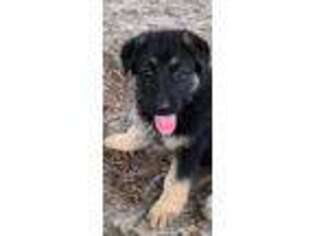 German Shepherd Dog Puppy for sale in Jesup, GA, USA