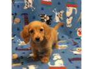 Dachshund Puppy for sale in Fitzgerald, GA, USA
