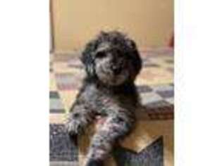 Mutt Puppy for sale in Floyd, VA, USA
