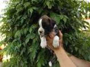 Boxer Puppy for sale in Wenatchee, WA, USA