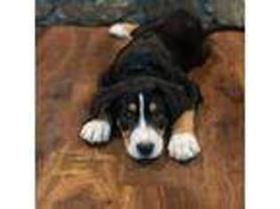 Greater Swiss Mountain Dog Puppy for sale in Steelville, MO, USA
