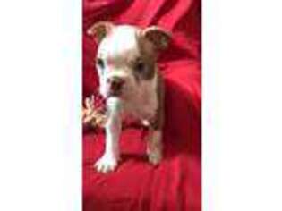 Boston Terrier Puppy for sale in Ware Shoals, SC, USA