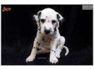 Dalmatian Puppy for sale in Saint Louis, MO, USA