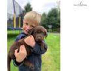 Labrador Retriever Puppy for sale in Salem, OR, USA