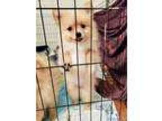 Pomeranian Puppy for sale in Reno, NV, USA