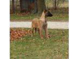 Belgian Malinois Puppy for sale in Monett, MO, USA