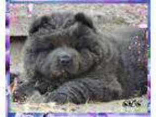 Chow Chow Puppy for sale in Floresville, TX, USA