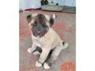 Akita Puppy for sale in Aguanga, CA, USA