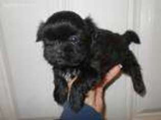 Mutt Puppy for sale in Central Point, OR, USA