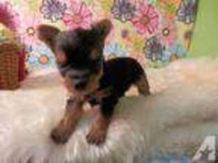 Yorkshire Terrier Puppy for sale in BEAVER FALLS, PA, USA