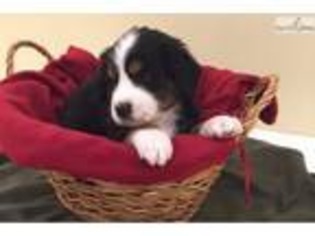 Bernese Mountain Dog Puppy for sale in Little Rock, AR, USA