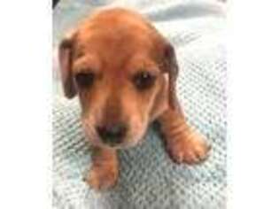 Dachshund Puppy for sale in Milton, KY, USA