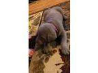 Labrador Retriever Puppy for sale in Gays Mills, WI, USA