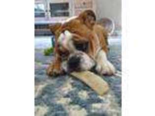 Bulldog Puppy for sale in Sylvania, GA, USA