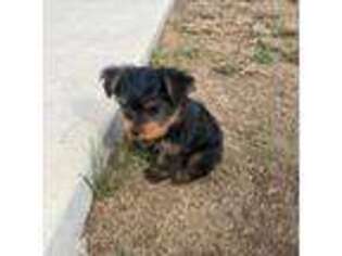 Yorkshire Terrier Puppy for sale in Hugo, CO, USA