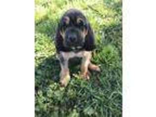 Bloodhound Puppy for sale in Nampa, ID, USA