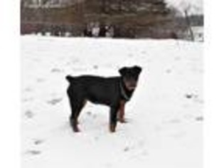 Rottweiler Puppy for sale in Shreve, OH, USA