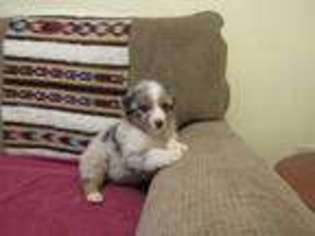 Australian Shepherd Puppy for sale in Salina, OK, USA