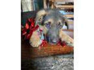 German Shepherd Dog Puppy for sale in Ogden, UT, USA