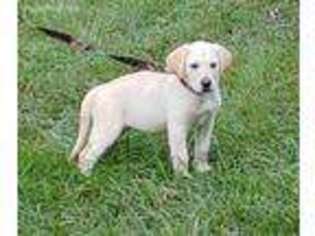 Labrador Retriever Puppy for sale in Fort Meade, FL, USA