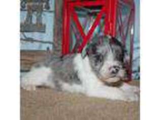 Mutt Puppy for sale in Hasty, CO, USA