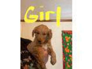 Goldendoodle Puppy for sale in Athens, MI, USA