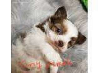 Mutt Puppy for sale in Kress, TX, USA