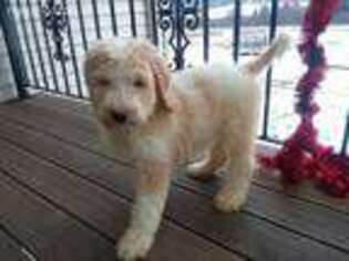 Goldendoodle Puppy for sale in Penn Yan, NY, USA