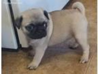 Pug Puppy for sale in Sullivan, OH, USA
