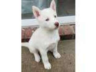 Siberian Husky Puppy for sale in Plano, TX, USA