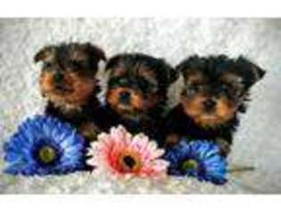 Yorkshire Terrier Puppy for sale in Honey Brook, PA, USA