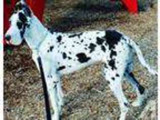 Great Dane Puppy for sale in ELKLAND, MO, USA
