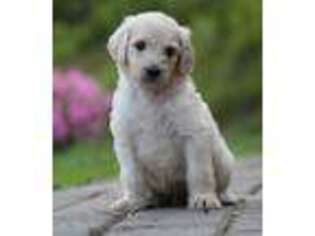 Goldendoodle Puppy for sale in Flatgap, KY, USA