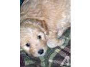 Goldendoodle Puppy for sale in HILTON, NY, USA