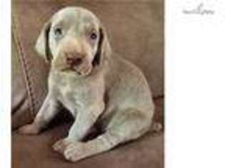 Weimaraner Puppy for sale in Jonesboro, AR, USA