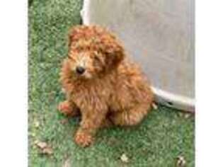 Goldendoodle Puppy for sale in Berkeley Springs, WV, USA