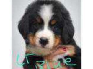 Bernese Mountain Dog Puppy for sale in Arlington, WA, USA