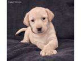 Labrador Retriever Puppy for sale in Comfort, TX, USA
