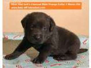 Labrador Retriever Puppy for sale in Norco, CA, USA