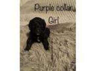 Labradoodle Puppy for sale in Hobgood, NC, USA