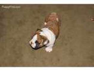 Bulldog Puppy for sale in Mc Clure, PA, USA
